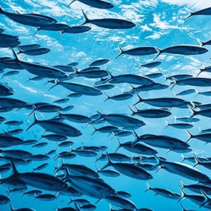 Uusi lyhytelokuva valaisee ilmastonmuutoksen vakavia vaikutuksia mereneläviin ja kalastusteollisuuteen