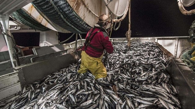 Überfischung im Nordostatlantik