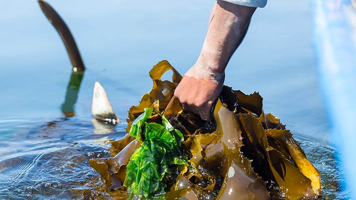 Hand pulling kelp from water