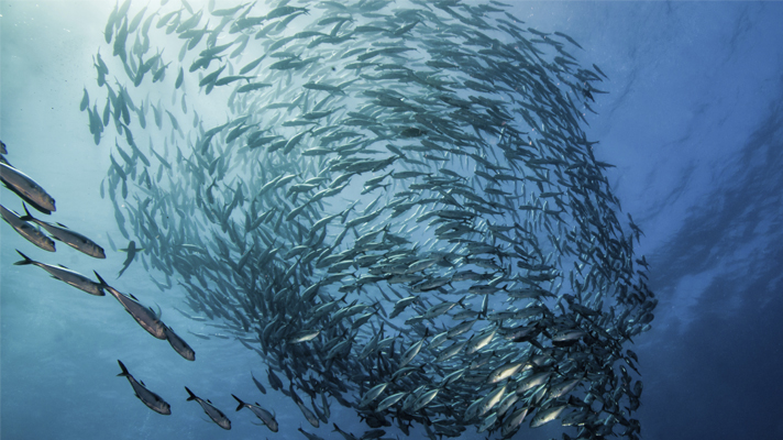 Photo of swirl of fish