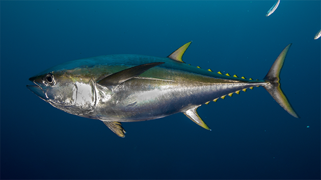 Tuna questions and answers