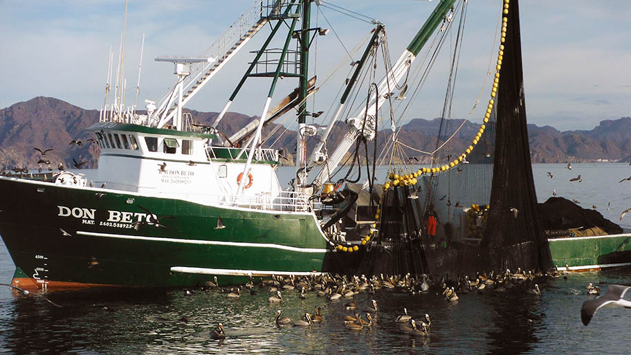 Green fishing vessel with purse seine net hanging over its side