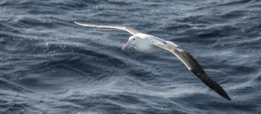 Albatross glides over the Southern Atlantic ocean. Copyright Tony Fitzsimmons