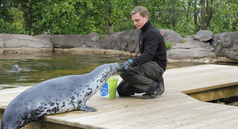 A seal trainer feeding a seal MSC label fish.
