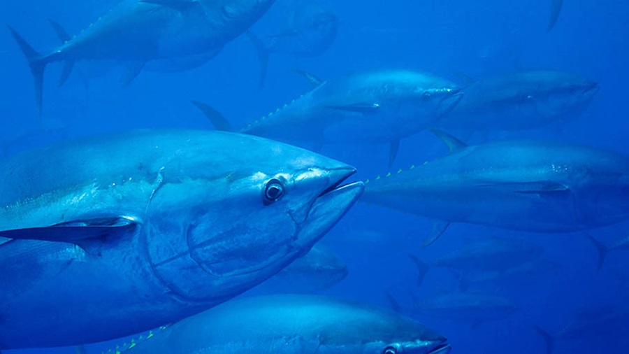 Bluefin tuna head close-up with other tuna swimming behind