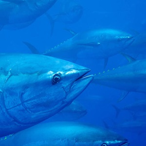 Second bluefin tuna fishery achieves MSC certification