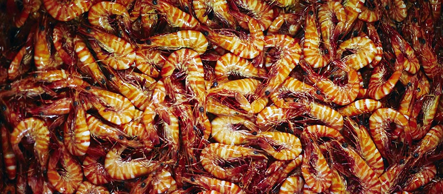 Close-up of pile of tiger prawns