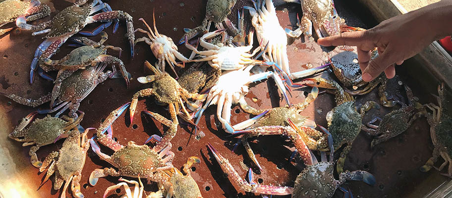 Crabs in tray with hand pointing