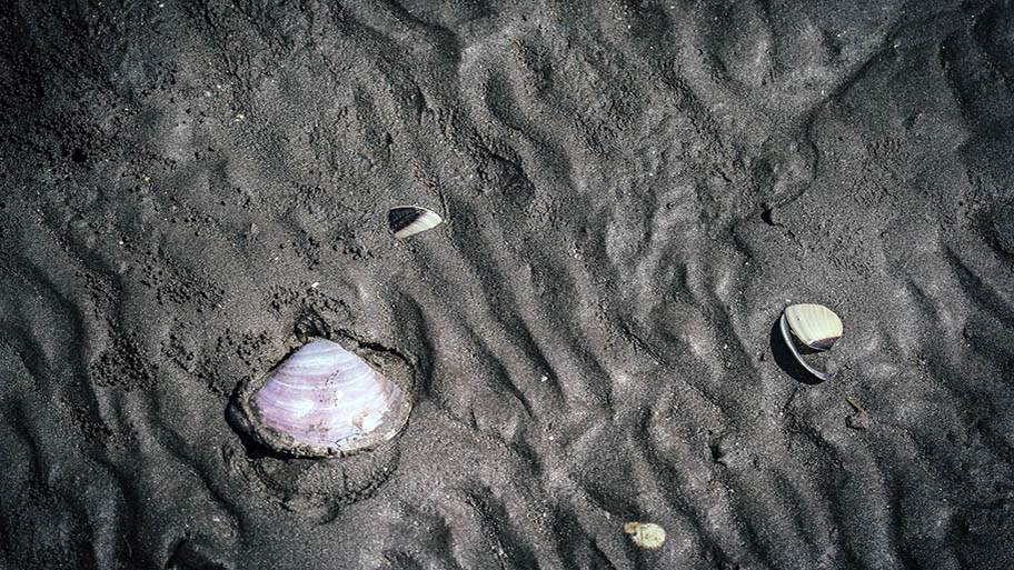 Clams on muddy ground, Ben Tre, Vietnam 