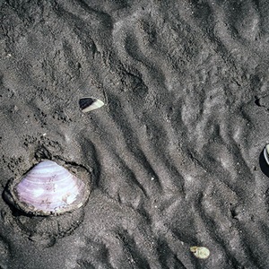 Saving a clam fishery