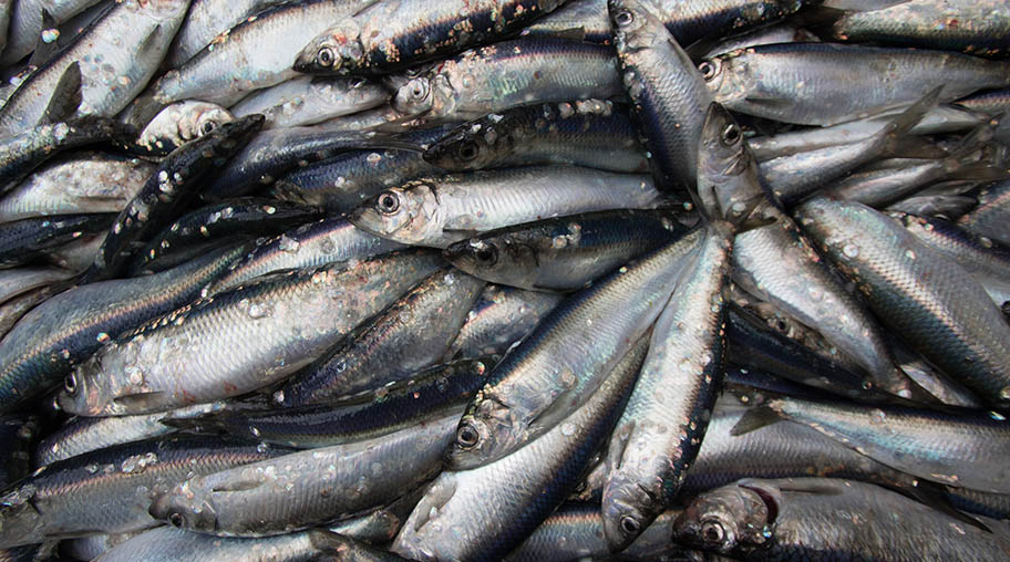 Close-up of pile of herring freshly landed