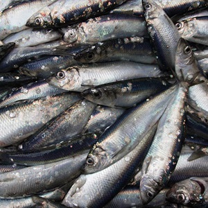 International action needed on herring and blue whiting stocks