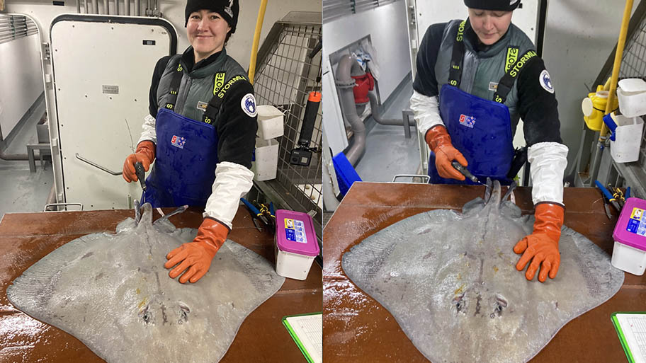 Composite with two images of woman in overalls and orange gloves tagging large skate on table