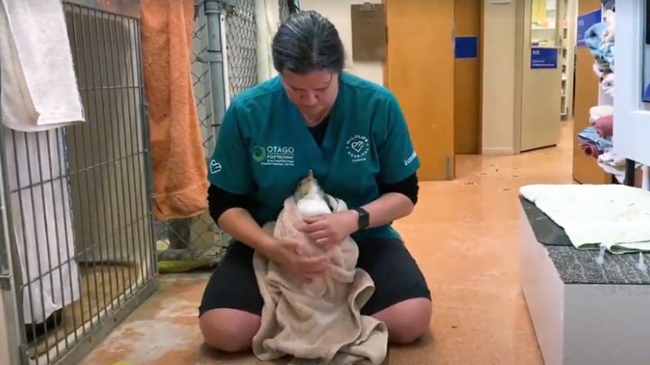 Woman kneeling on floor holding penguin wrapped in blanket.