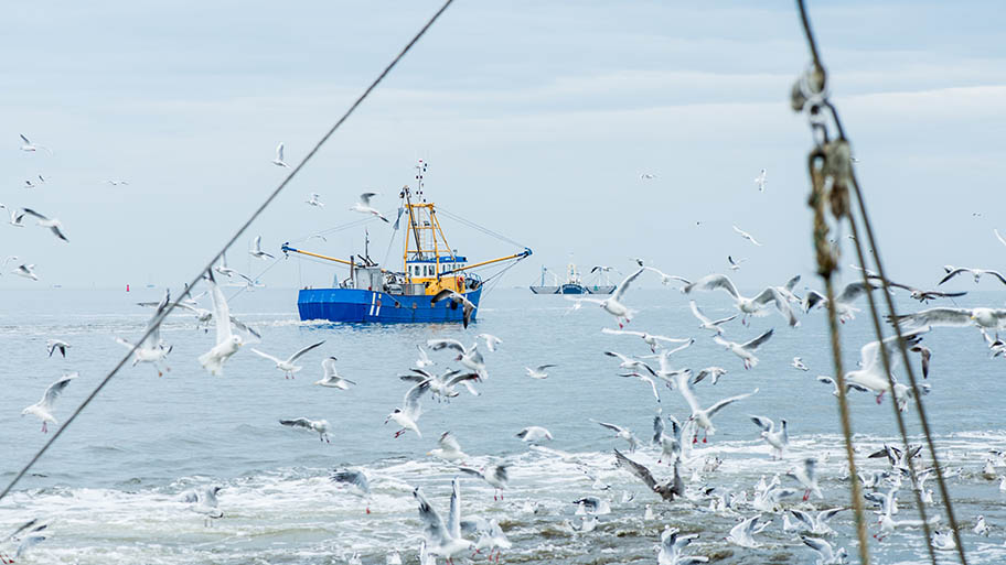 Blue fishing vessel on sea with gulls in foreground