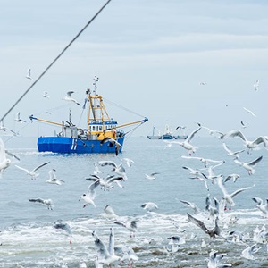 Dutch fisheries chart a course to end overfishing