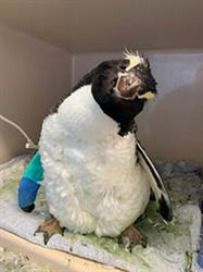 Erect-crested penguin injured An erect-crested penguin with cocked head and bandaged wing in hospital enclosure