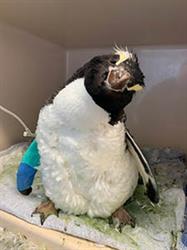 An erect-crested penguin with cocked head and bandaged wing in hospital enclosure