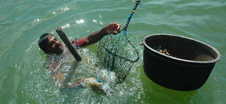 Improving global small-scale fisheries (FIPs) towards the MSC’s sustainable standard