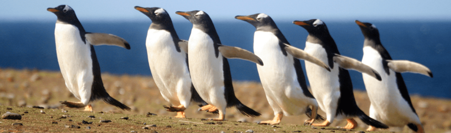 A line of penguins walking on a beach.