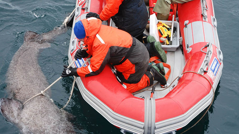 Men in dingy with ropes around large shark in the water