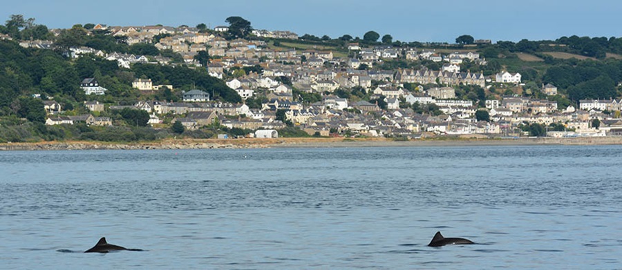 Two porpoises breaching surface of water with beach and houses in background