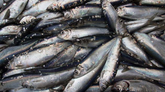 International action needed on shifting stocks