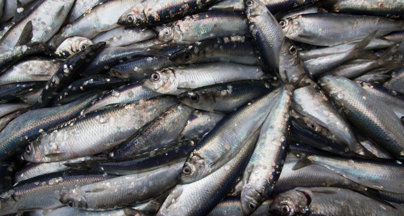 A pile of caught herring.
