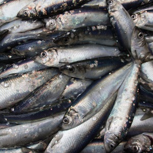 Can reduction fisheries be sustainable?