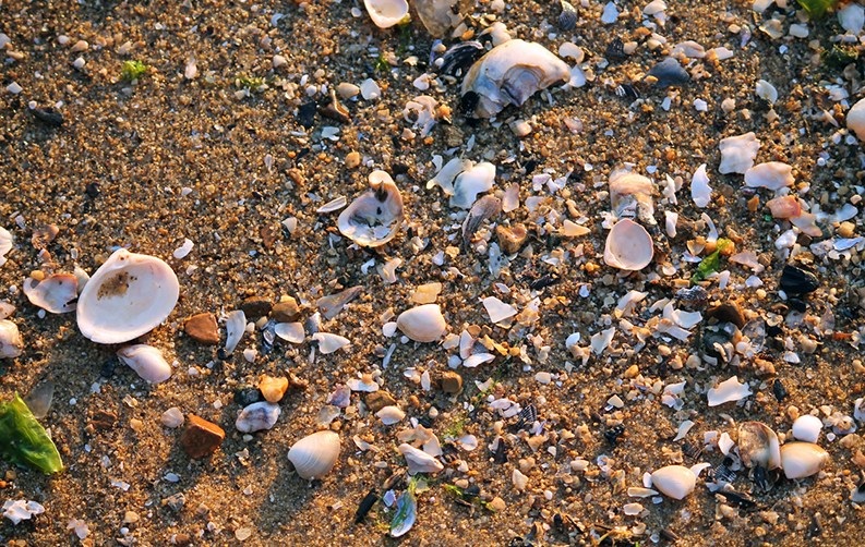 Shells on shore in Chesapeake Bay