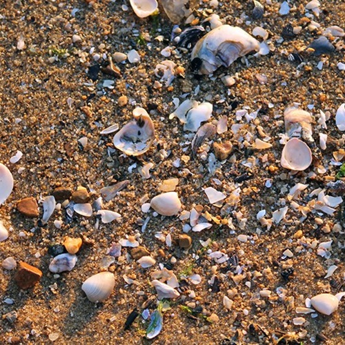 MSC news from around the world Marine Stewardship Council