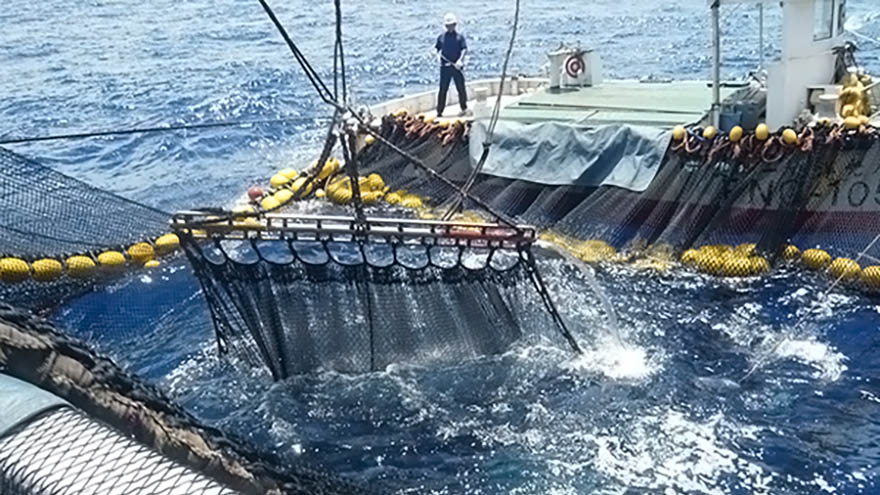 Purse seine net on ropes being hoisted