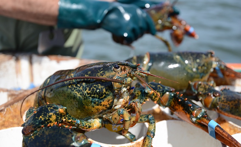 A closeup on a lobster's face.