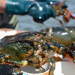 Lobster: Global delicacy and sustainable Canadian staple