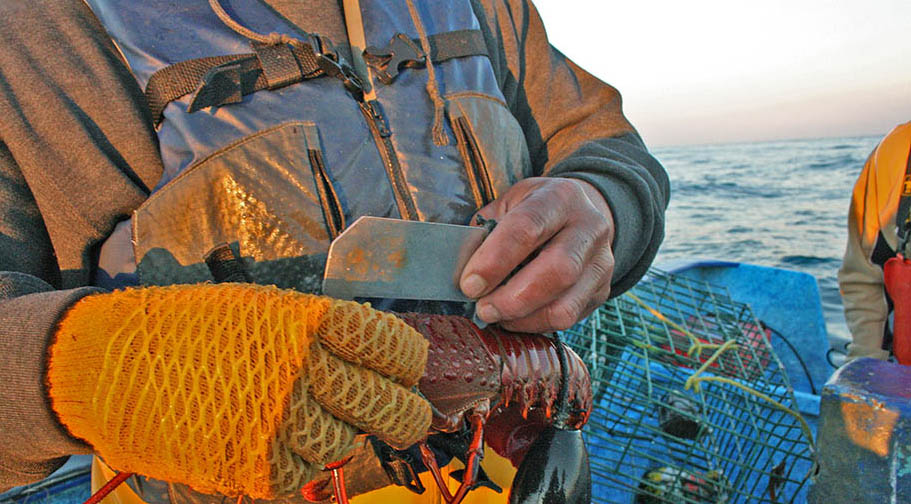 Fisherman's torso with metal ruler in hand, measuring lobster. Lobster traps and sea in background