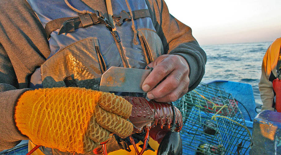 Measuring red rock lobster, Baja California, Mexico Fisherman's torso with metal ruler in hand, measuring lobster. Lobster traps and sea in background