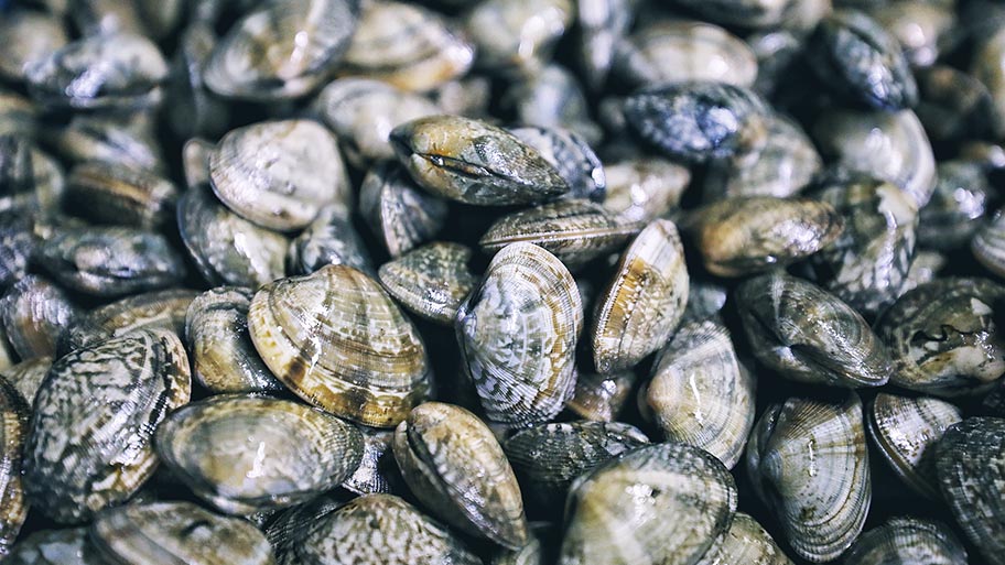Manila clams or Japanese carpet shell clams pile close-up