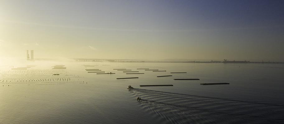 Vista of rafts and mussel farm at daybreak, Saldana Bay, South Africa