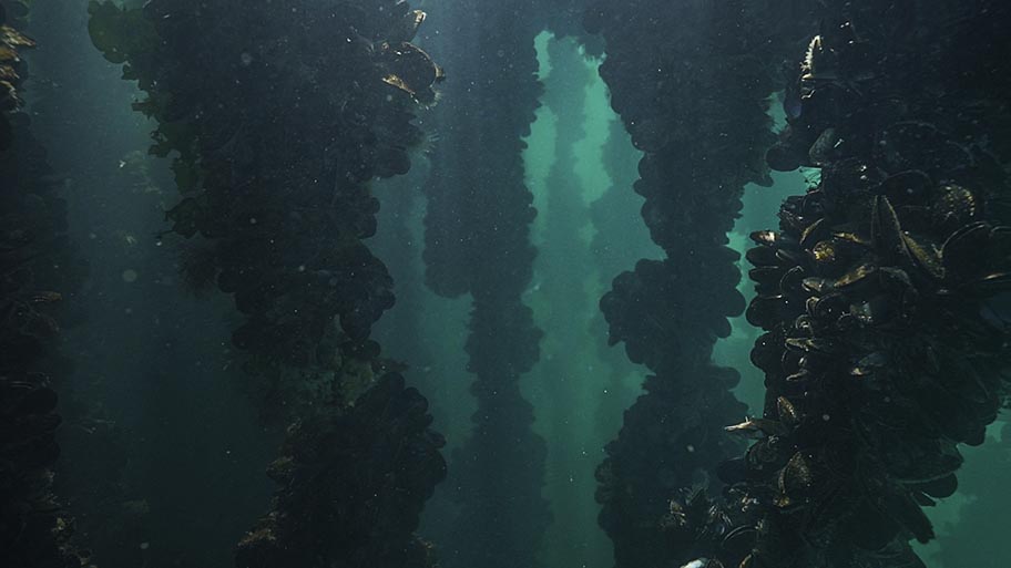 Mussels on ropes underwater