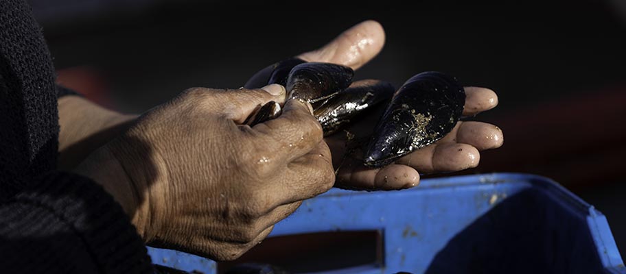 Hands holding mussels in shells