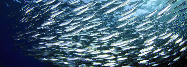 MSC certified fisheries bucking the trend on biodiversity targets