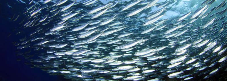 What does sustainable fishing really mean?