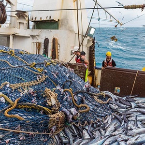 Standard Zrównoważonego Rybołówstwa MSC