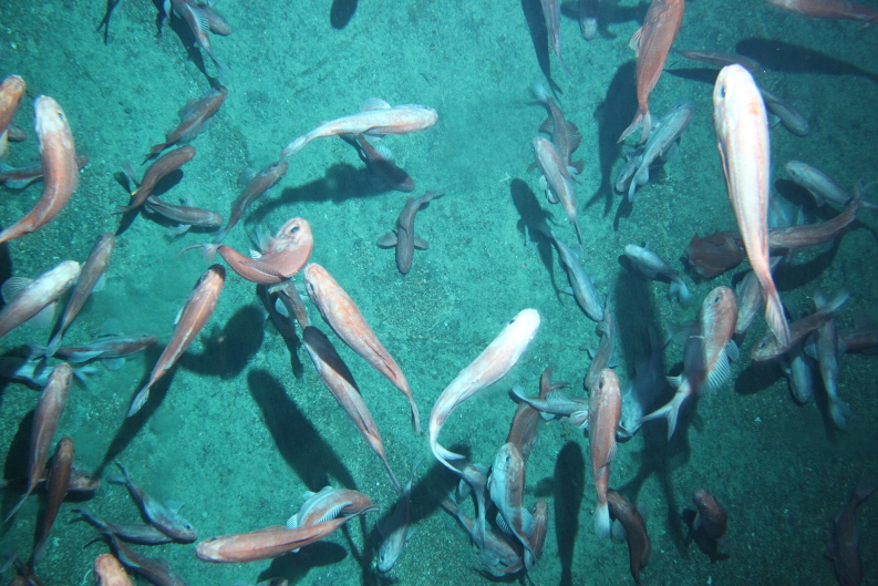 A small group of orange roughy fish.