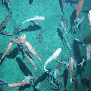 Australia orange roughy is being assessed against the MSC Fisheries Standard