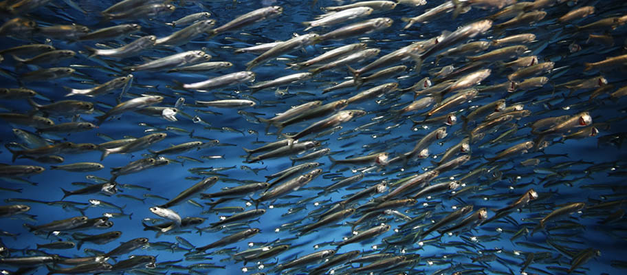 Pacific sardine Sardinops sagax shoal underwater