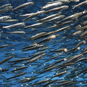 A call to make small pelagic fisheries more sustainable