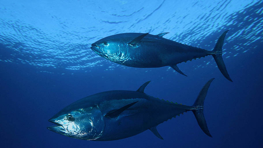Pair of bluefin tuna underwater