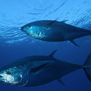 ‘Seminal moment’ for Atlantic bluefin tuna and harvest control rules