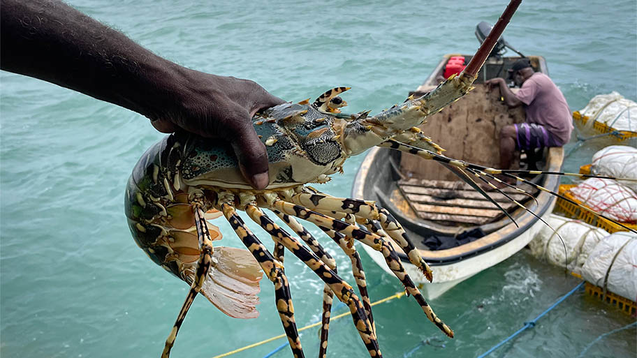 Hand holding freshly caught rock lobster in front of small boat on water
